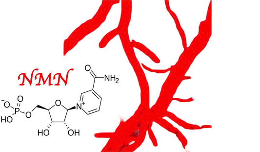 新的醫學突破：NMN 對中風造成的腦損傷具有預防效果