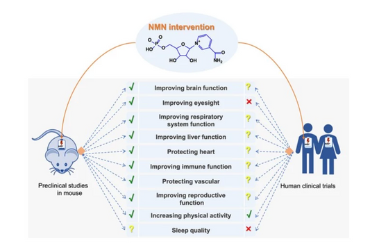 探索最近的 NMN 人體試驗進展