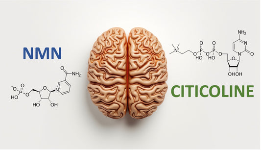 研究發現 NMN 和 Citicoline 聯合作用對抗記憶衰退